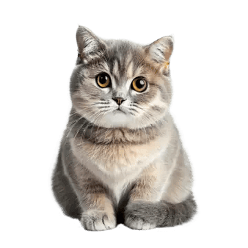 A cute grey cat